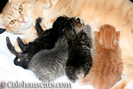 Mama Zuzu and her four Niblets, October 2013 - 2015 © Colehauscats.com