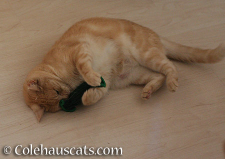 Newton Lost in Play © Colehauscats.com