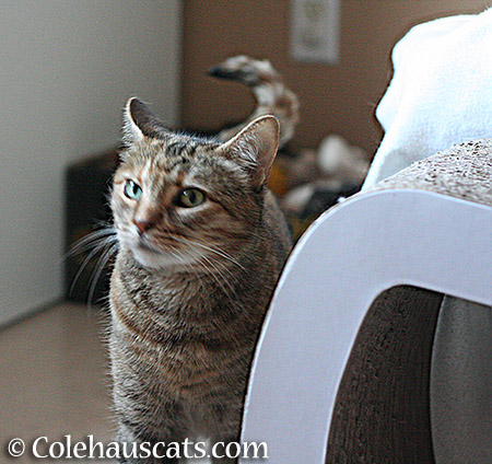 Ruby's not sure about the big scratcher - 2015 © Colehauscats.com