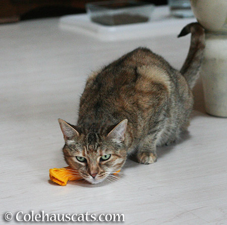 Ruby and her toy - 2015 © Colehauscats.com