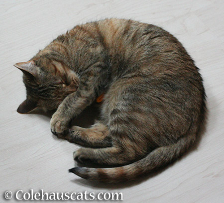 Toy playing step sleep - 2015 © Colehauscats.com