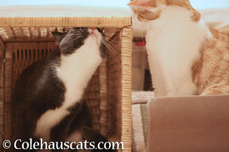 Tessa and Quint - 2015 © Colehauscats.com