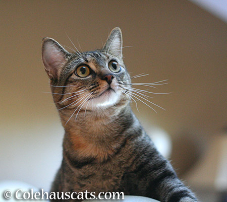 Viola, our Niblet,  October 2015 - 2015 © Colehauscats.com