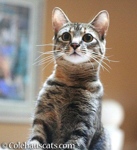 Viola and her big eyes, April 2015 - 2015 © Colehauscats.com