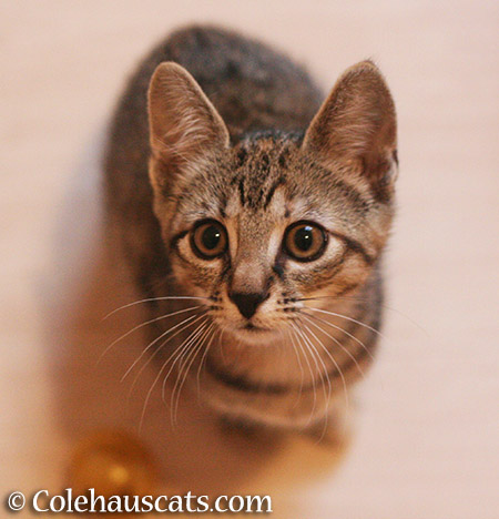 Viola listening to the Santa story, December 2013 - 2015 © Colehauscats.com