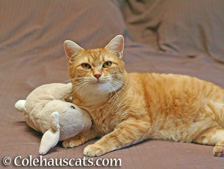 A special toy, Zuzu's Snuggle Bunny - 2015 © Colehauscats.com