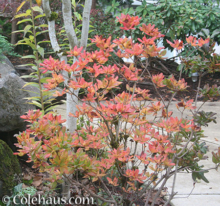 Azaleas in autumn - 2015 © Colehaus.com and Colehauscats.com 