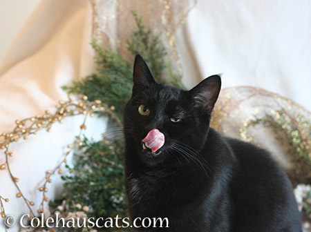 Not quite holiday card material, Olivia - 2015 © Colehauscats.com