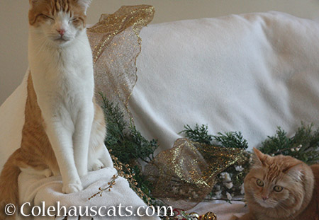 Not quite holiday card material, Quint and Pia - 2015 © Colehauscats.com