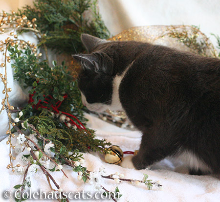 Not quite holiday card material, Tessa - 2015 © Colehauscats.com