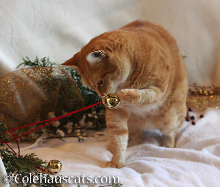 Not quite holiday card material, Zuzu - 2015 © Colehauscats.com
