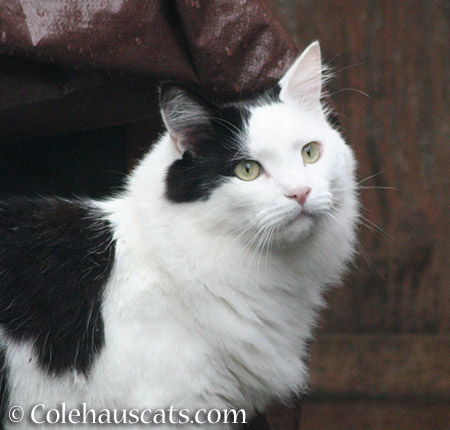 MoMo - 2015 © Colehauscats.com