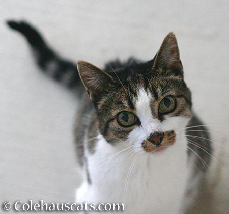 Mustacheo - 2015 © Colehauscats.com