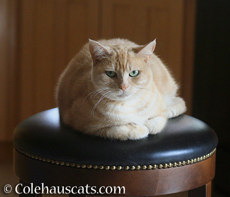 It's her chair now - 2015 © Colehauscats.com