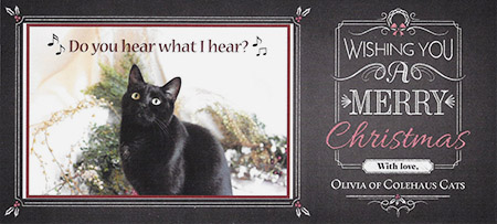 Olivia's Christmas Card - 2015 © Colehauscats.com