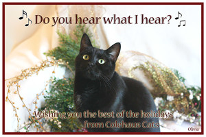 Olivia's e-Christmas Card - 2015 © Colehauscats.com