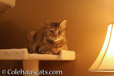 Pretty Sitting Ruby - 2015 © Colehauscats.com