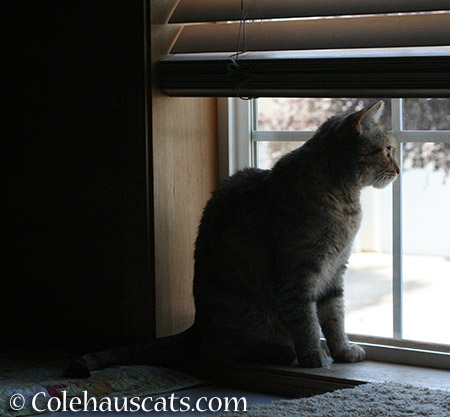 Watching the weather - 2015 © Colehauscats.com