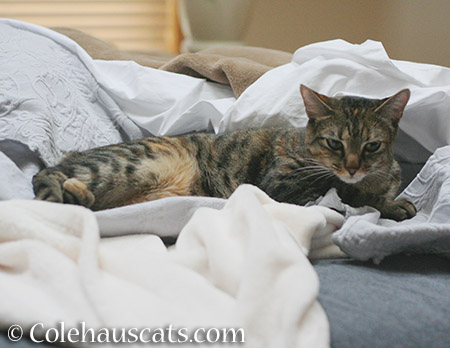 Snuggles with Viola - 2015 © Colehauscats.com
