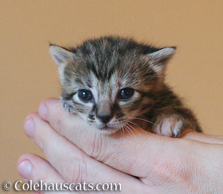 Viola on her naming day, October 2013 -  © Colehauscats.com