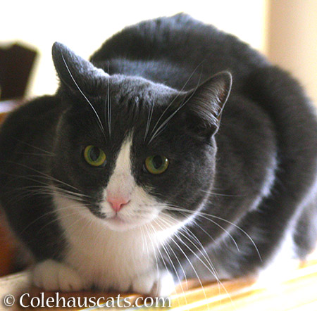 A very serious Tessa - 2015 © Colehauscats.com