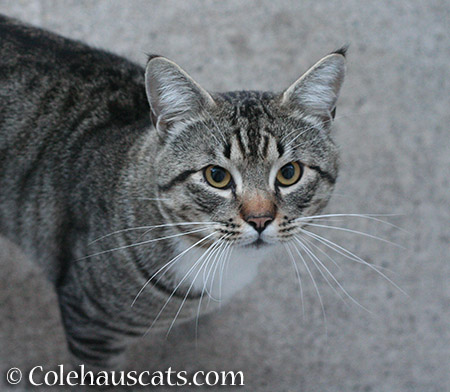 Tough Boy a.k.a. Toughie - 2015 © Colehauscats.com
