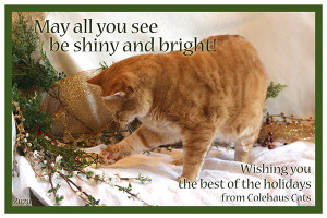 Zuzu's e-Christmas card - 2015 © Colehauscats.com