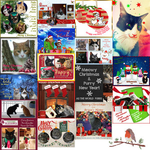 Thank you for all your Christmas cards! - 2015 © Colehauscats.com