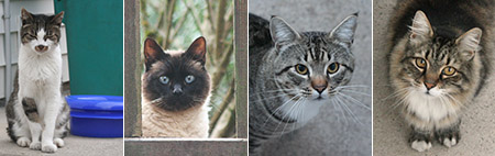 Mustacheo, Cocoa, Toughie, Scruffy - 2015 © Colehauscats.com