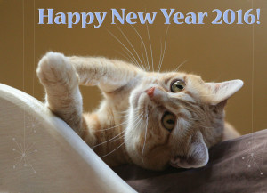 Zuzu wishes you a very happy 2016! - 2016 © Colehauscats.com