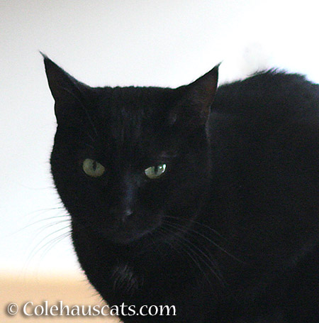 Olivia says... 2015 © Colehauscats.com