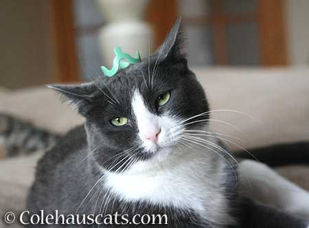 Princess Tessa - 2015 @ Colehauscats.com