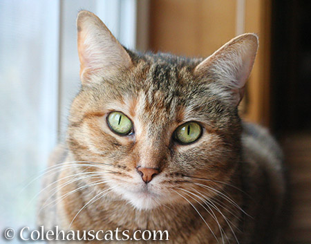 Ruby Roo - 2015 © Colehauscats.com