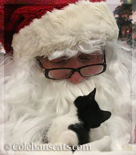 Santa's little helper - 2013-2015 © Colehauscats.com