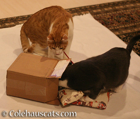 Package open! - 2015 © Colehauscats.com