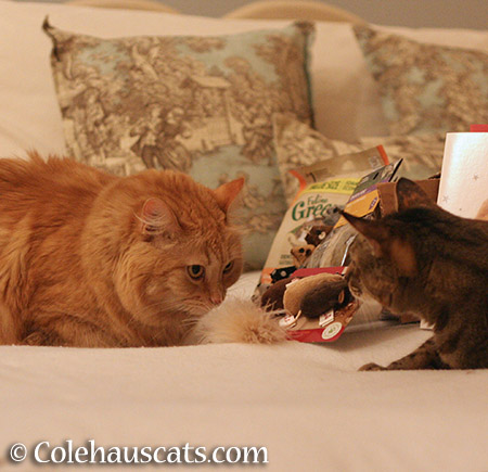 Pia and Viola showdown over feather mice - 2015 © Colehauscats.com