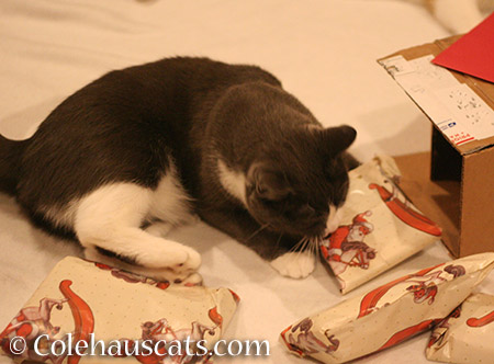 Tessa bogarting the wrapped gifts - 2015 © Colehauscats.com