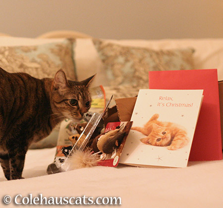 Viola checks out the gifts - 2015 © Colehauscats.com