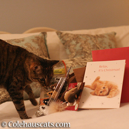 Viola sees her favorite - 2015 © Colehauscats.com