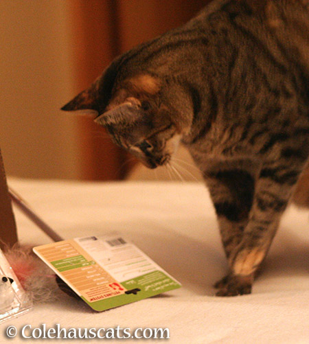 Looking at ingredient list - 2015 © Colehauscats.com