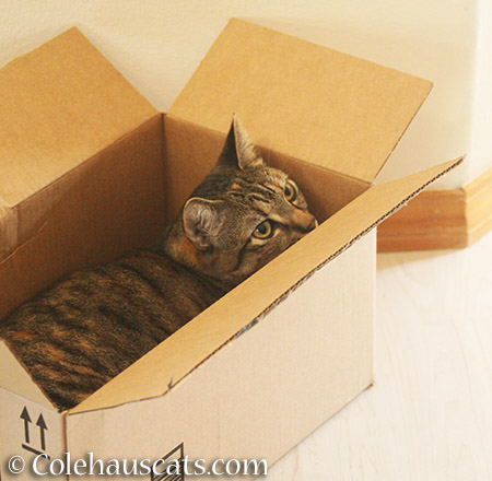 Pick this box, mom! - 2015 - © Colehauscats.com