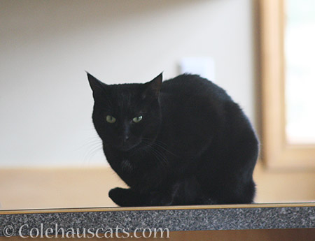 Counter Seal Olivia - 2016 © Colehauscats.com