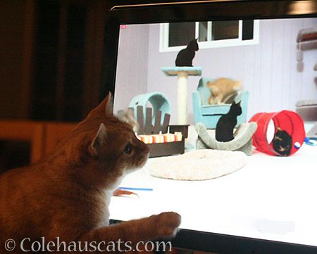 Mama Cat Zuzu watching Internet kittens - 2016 © Colehauscats.com