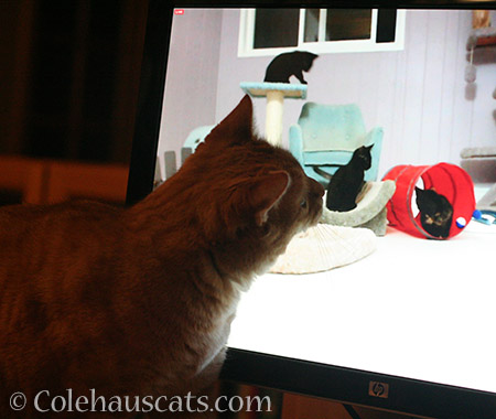 Zuzu sniffing an Internet kitten - 2016 © Colehauscats.com