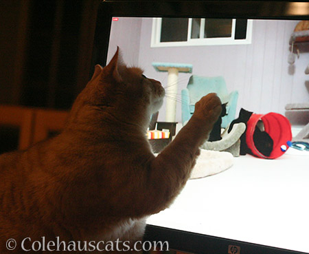 Pat the Internet kitten - 2016 © Colehauscats.com