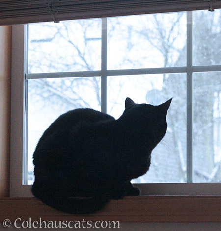 Olivia watching the snow - 2015 © Colehauscats.com