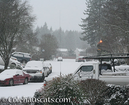 Snow Day - Jan 3, 2015 © Colehauscats.com