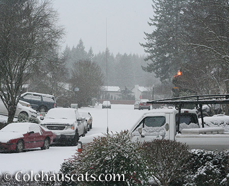 Snow Day - Jan 3, 2015 © Colehauscats.com