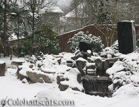 Snow Day! - Jan 3, 2015 © Colehauscats.com