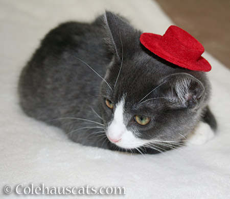 Tessa's Red Hat - 2012-2016 © Colehauscats.com